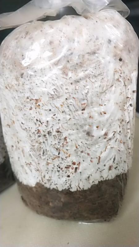 大球盖菇 菌种一斤二装 免费提供技术指导，蘑菇回收对接