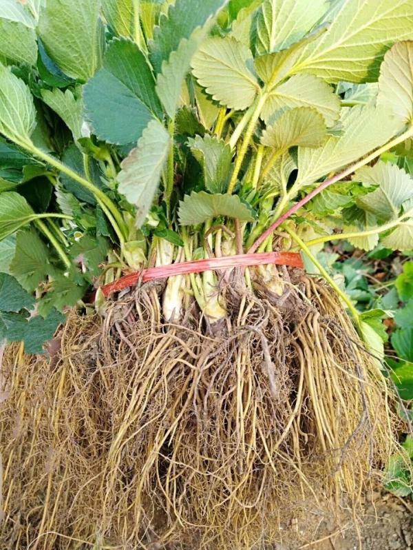 贵州种植高产草莓苗，脱毒苗易管理，免费提供技术