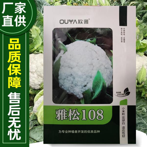108花菜种子 耐寒抗逆 米粒小花球白株型整齐花球圆整