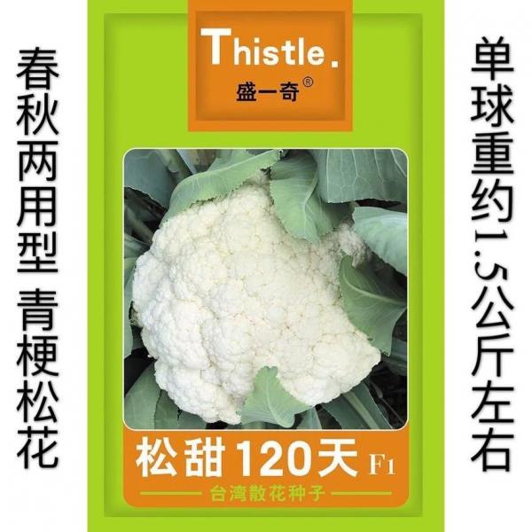 松甜120天台湾散花种子 花椰菜种子 蔬菜种子菜花种子