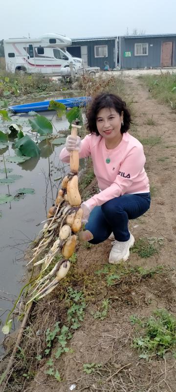 莲藕，莲藕种，莲藕种苗，藕种。山东省鱼台县志龙莲藕种植场