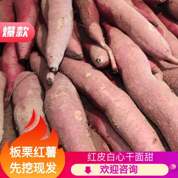 陕西大荔黄沙地秦薯五号红薯现挖现发干面甜