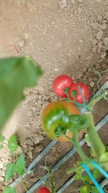 草莓柿子口感型番茄