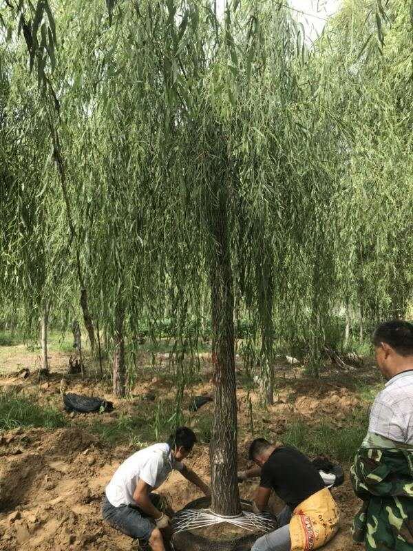 苗木基地出售垂柳，青皮垂柳。嫁接垂柳，规格齐全，现货供应