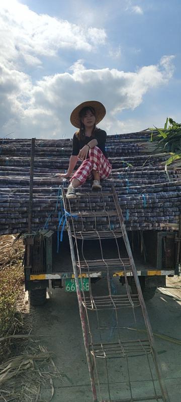 广西正宗黑皮甘蔗 汁多味甜 肉质脆甜 质量保证 量大从优