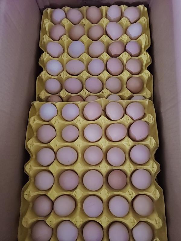 土鸡蛋广西桂林灵川，360枚一箱