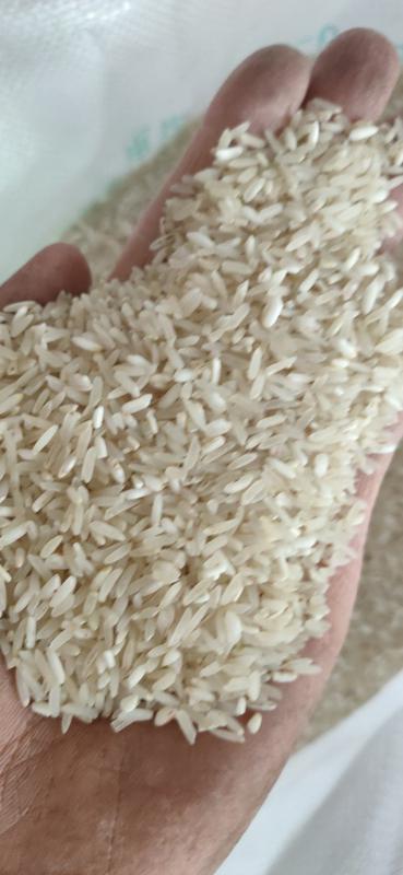 百香米象牙米饭堂米厂家直销日产20吨，可标包