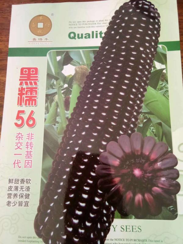 黑糯56 富含花青素，糯性好，皮薄无渣  黑糯玉米