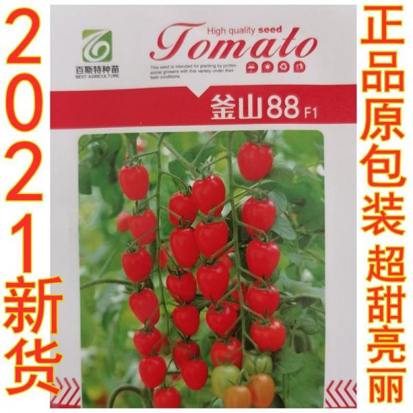 釜山88樱桃番茄种子玲珑小番茄种青口蜜特色小绿圣女果纯甜