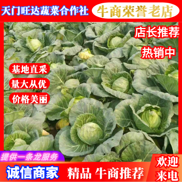 [湖北甘蓝]旺旺甘蓝 大量上市 现摘现发，量大从优