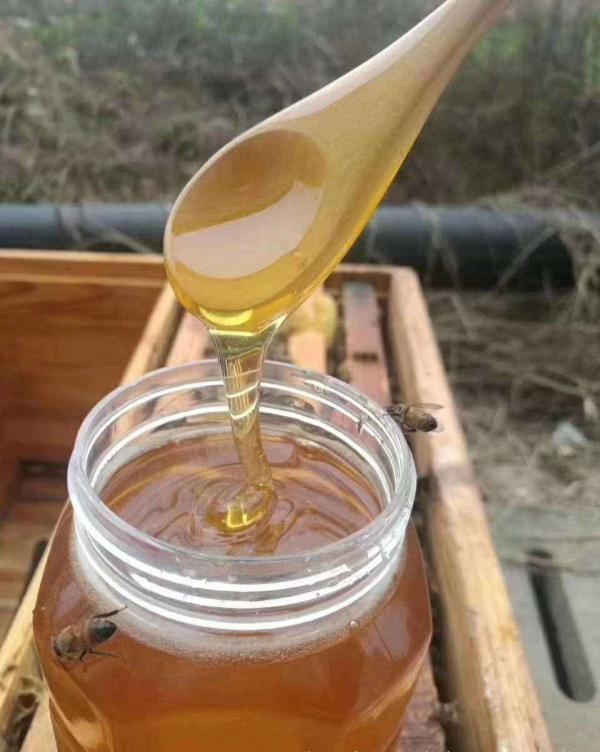 蜂蜜正宗高州荔枝蜜纯正天然无添加农家自产蜂场直发10元斤