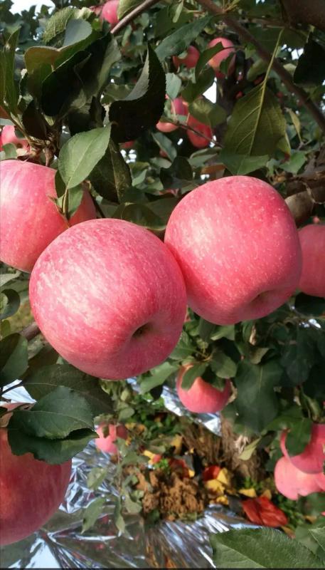 河北红富士苹果产地直供，货源充足，保证质量！