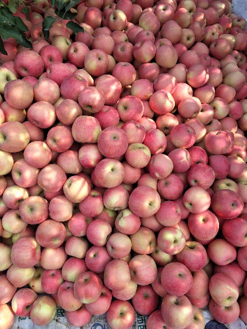 河北精品红富士苹果， 片红艳糖度高果面静亮产地直供。