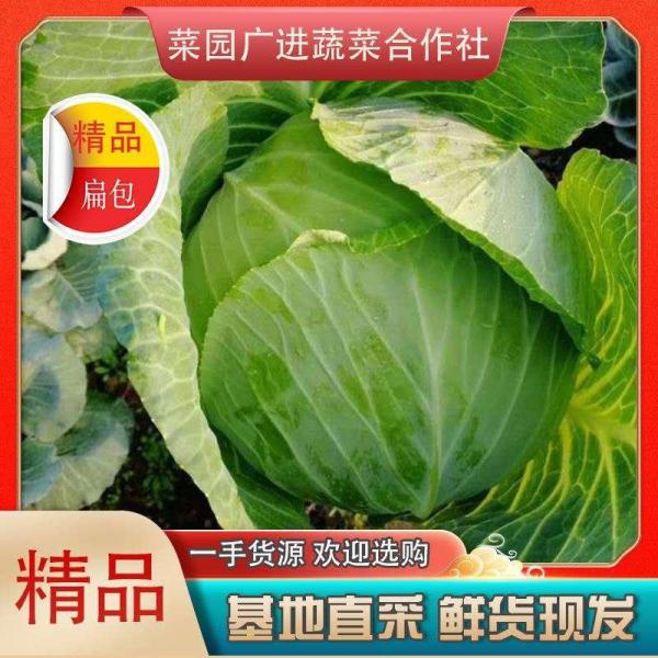 【精品】扁包菜，湖北扁包菜，基地直发，可全国发货。