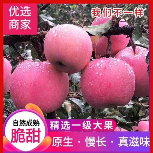 精品山东红富士苹果 汁多脆甜 鲜果膜袋纸袋 实力代办