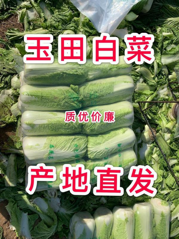 唐山玉田北京三号白菜 冬储大白菜 专业供应价格便宜