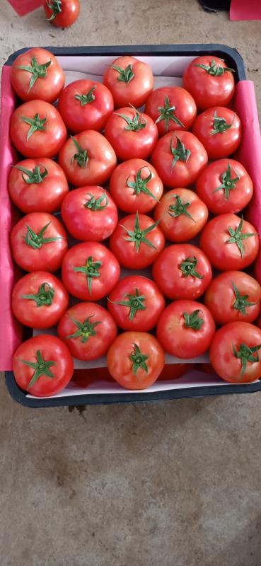 高原冷凉大棚番茄陆续上市中质美价廉专业包装