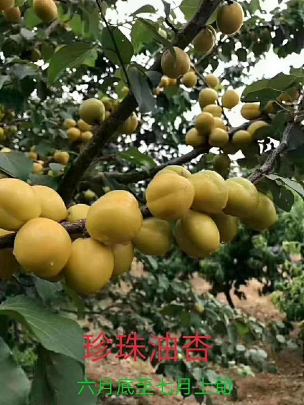 珍珠油杏，新疆吊干杏，荷兰香蜜杏树苗 品质好货 实力供应
