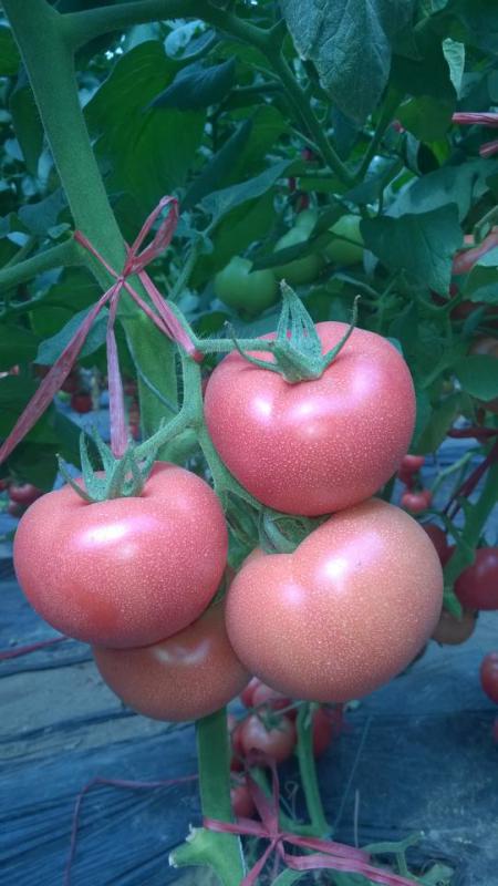 强粉王种籽，粉红柿子种籽，口感型番茄种籽