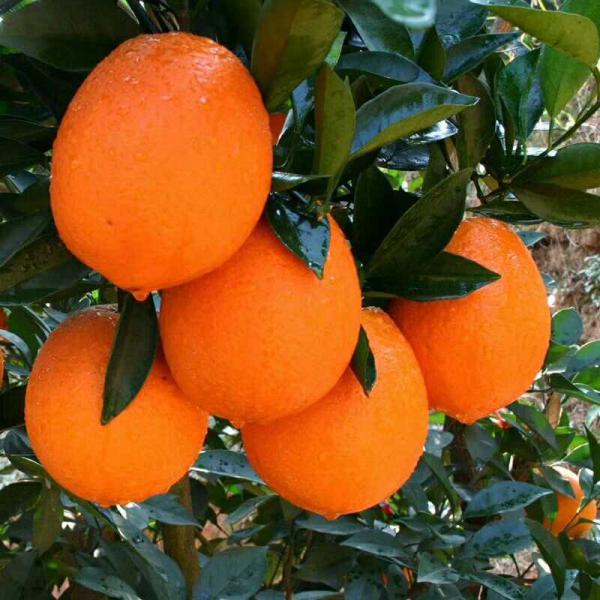 橙子 纽荷尔脐橙 脐橙 个大皮薄 汁多香甜诚信经营