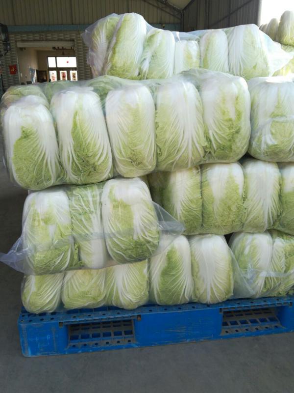 精品优质青杂三号白菜 净菜 4~6斤大量上市中。