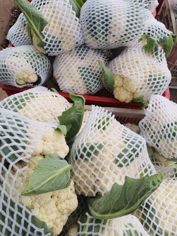白花菜已上市质优价廉。欢迊新老客户预购前来定购。