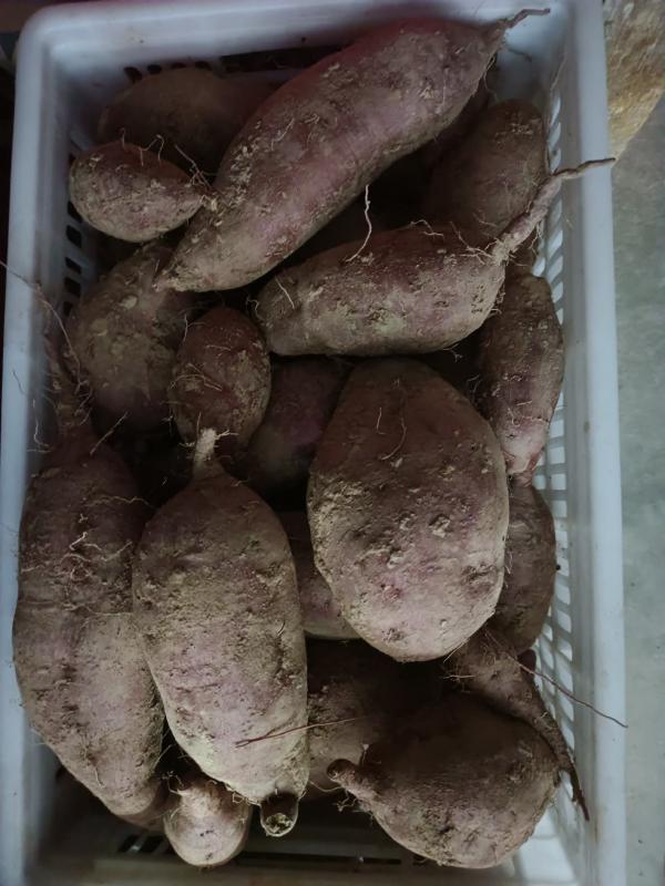 万荣县汉薛镇南坡村优质红薯基地农副产品供应