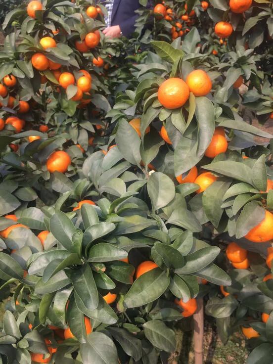 早熟砂糖橘苗批发价格，砂糖橘苗，十月份成熟的砂糖橘