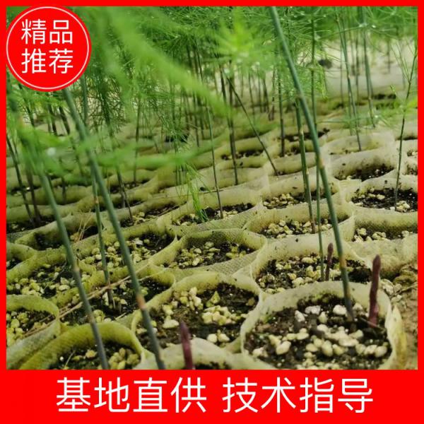 【芦笋苗】多年生绿色土坨芦笋种，四季种植蔬菜苗，欢迎选购