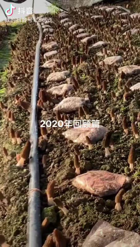 四川羊肚菌菌种 栽培种 三级种 稳定高产