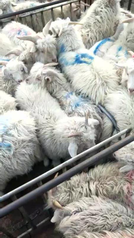 辽宁盖州绒山羊，小烤羊，菜种羊，淘汰大母羊，羯羊，