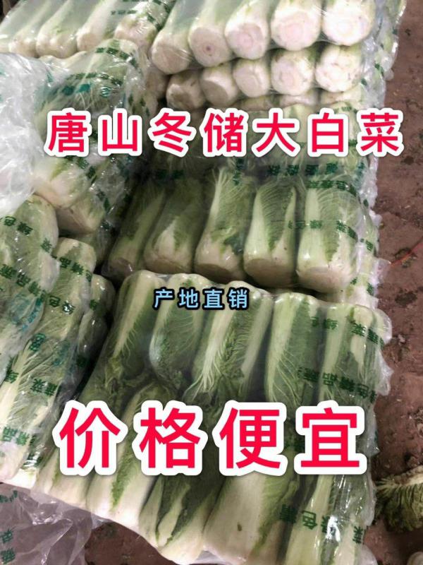 油绿三号白菜，唐山市玉田县生产基地