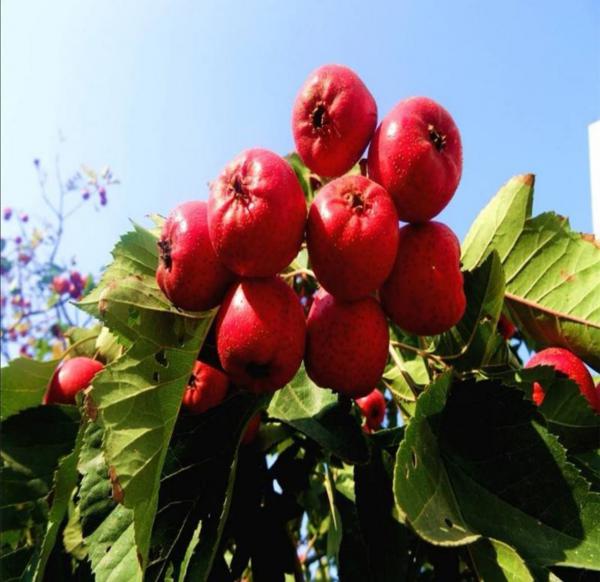 【精选】甜红籽山楂苗 粗度0.8～1公分 下单起苗
