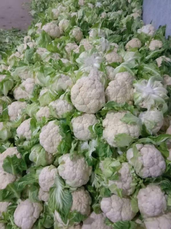 湖北精品白花菜产地直供，提供各种包装，每个约2—3斤