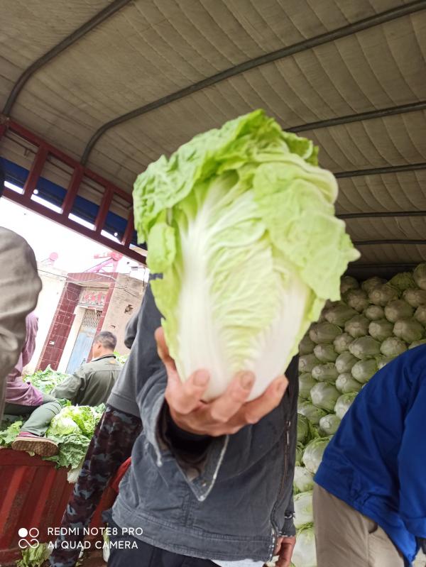 夏阳白菜无虫眼的青颗白菜大量上市欢迎客户前来订货