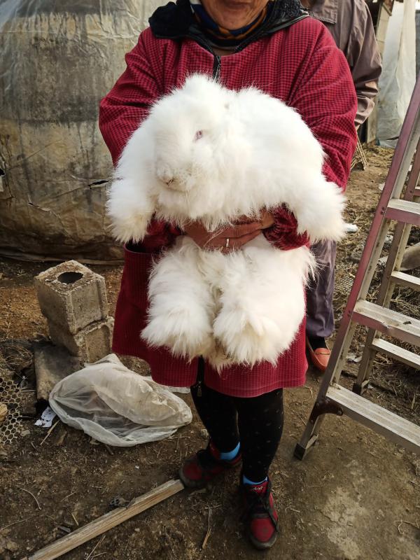 长毛兔  安哥拉兔  产毛量高