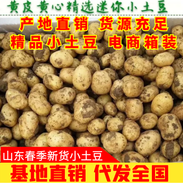 土豆小土豆新品6钱-8钱箱装，价格实惠，货源充足欢迎选购