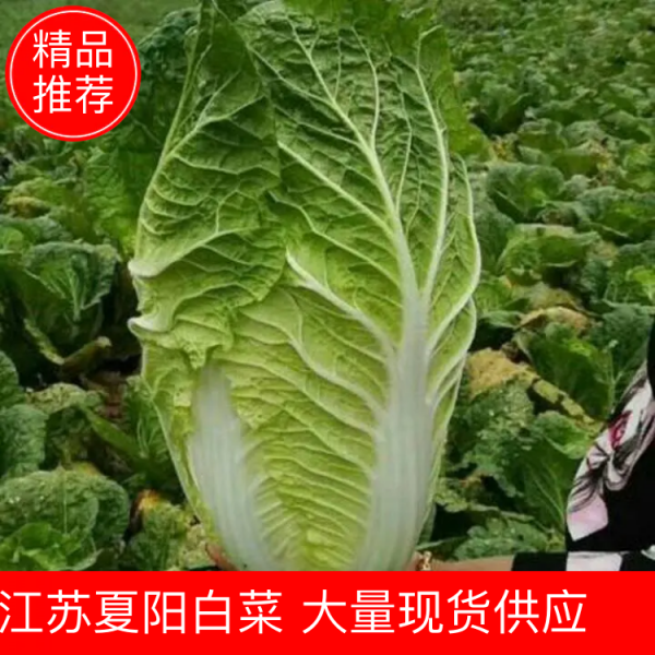 【优质白菜】江苏夏阳大白菜 白菜大量上市产地直发欢迎咨询