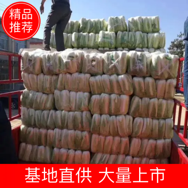 北京新三号白菜 净菜 规格4~6斤 大量上市