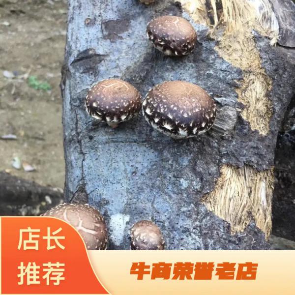 椴木香菇菌种产地直销、质量保证、量大从优全程技术指导