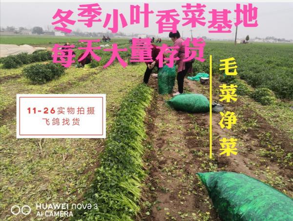 【500亩 四季香菜基地  大叶小叶净菜毛菜飞鸽找货】