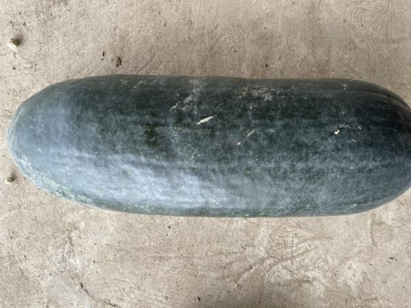 大量出售青皮冬瓜，种植产量达100万斤。