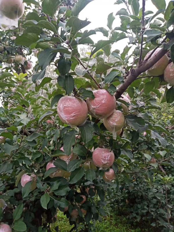 山东冠县沙土地膜袋红富士苹果产地一级果大量供应脆甜多汁