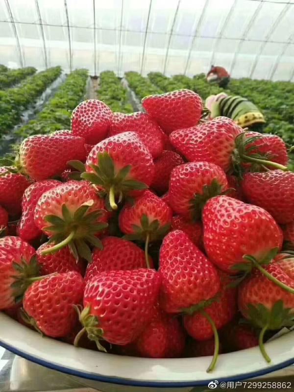 万亩基地丹东九九草莓，红颜草莓大量上市，三斤装顺丰包邮