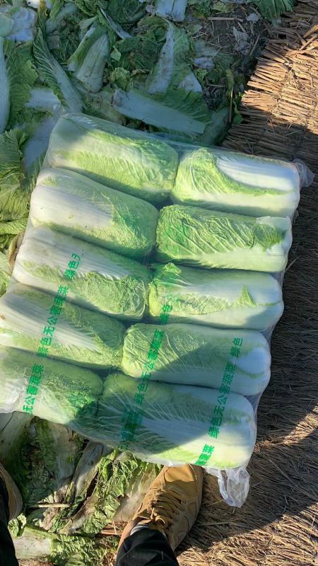 河北唐山 专业袋装白菜、北京3号、绿储3号 实力供应