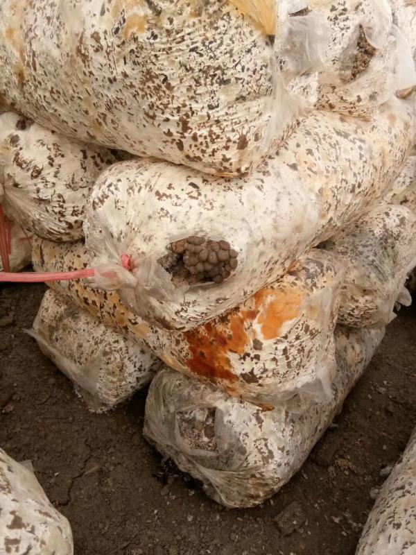 平菇出菇菌棒 种植平菇二十多年 全国发货