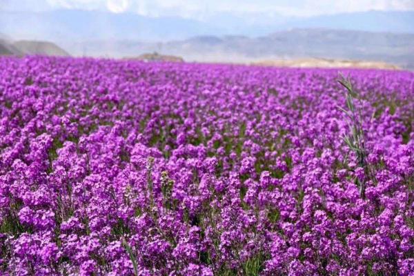 蓝香芥种植基地  蓝香芥农户30万低价处理