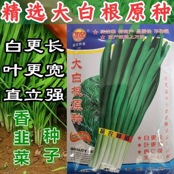 【高品质】大白根韭菜种子 特高产特耐寒 宽叶生长速度快