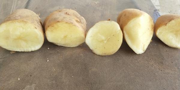 荷兰十五小土豆2-3两冷库土豆小土豆食堂专供