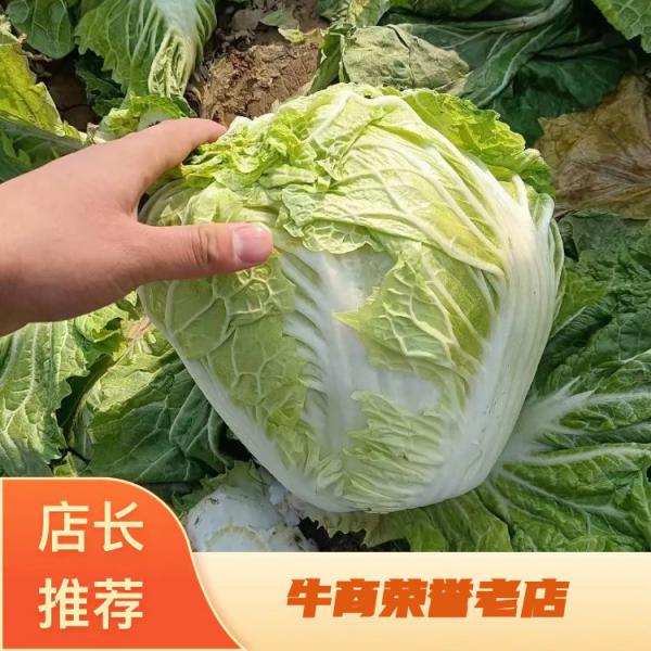 【精选】新乡小包：大白菜 净菜大量上市日供货5万斤以上